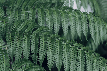 Lush Fern Leaf Texture, Close-Up View with Blurred Background in Nature. Forest Foliage Beauty Concept.
