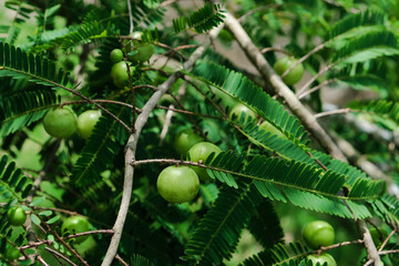 green gooseberry tree Fruits that are high in vitamin C and has medicinal value.