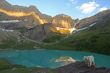 Mountain goat (Oreamnos americanus) at Cracker Lake, Glacier National Park, Montana