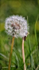 dandelion head
