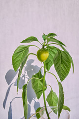 The green fruit of the hot habanero pepper ripens on a branch, close-up.