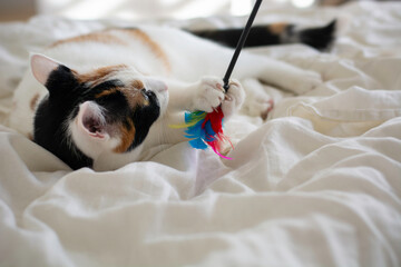 Cute cat playing with a toy with feathers on bed