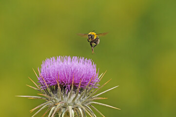 European common comb bumblebee (Bombus pascuorum) preparing to land on a purple-coloured thorn flower.