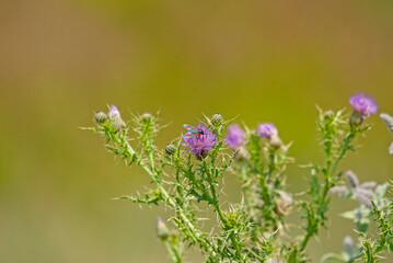 Zygaena filipendulae sitting on a thistle.