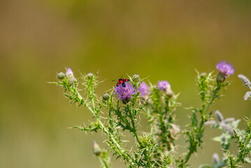 Zygaena filipendulae sitting on a thistle.