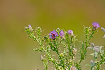 Zygaena filipendulae sitting on a thistle.