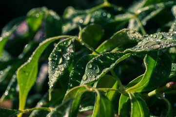 Detail of green garden leaves with raindrops