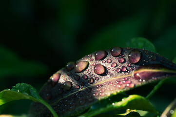 Detail of a red garden leaf with raindrops