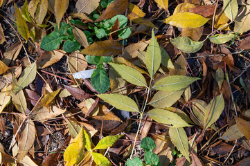 Frame with autumn leaves on the forest floor