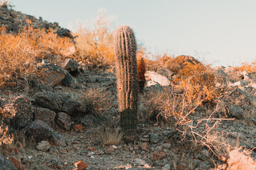 Cactus, red rocks - Phoenix, Arizona