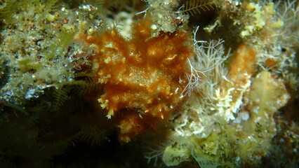 Filamentous red algae and algae liagora (Liagora viscida) close-up undersea, Aegean Sea, Greece, Halkidiki