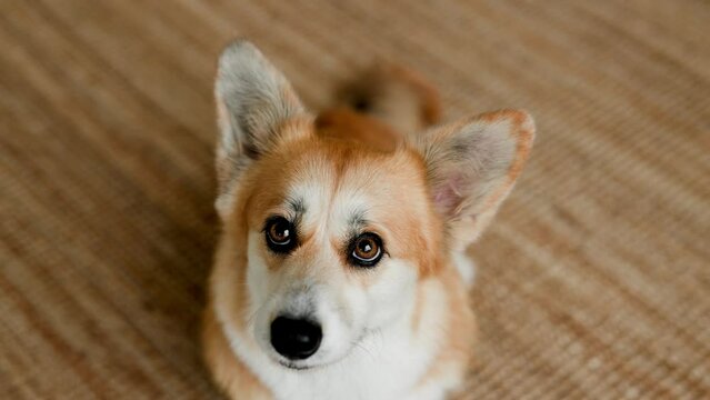 Portrait of adorable, happy smiling dog of the corgi breed. Beloved pet in the beautiful home.