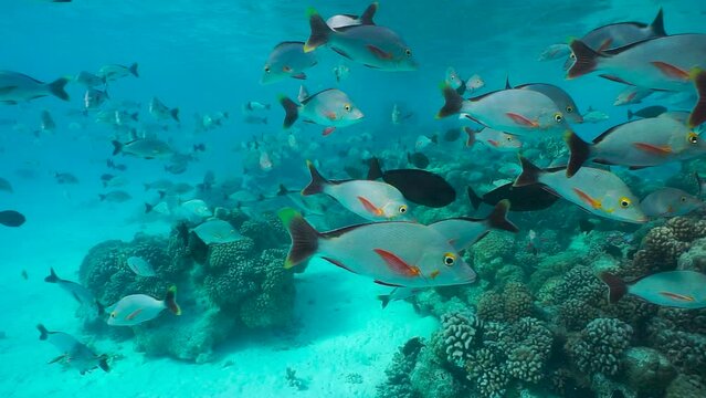 Tropical fish shoal and coral reef underwater in the pacific ocean, Tuamotus, Rangiroa lagoon, French Polynesia, natural scene