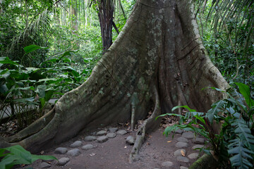 Buttress roots of a giant Ceiba tree in Carara National Park in Costa Rica