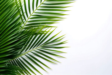 Beautiful palms leaf on white background, top view, texture background.