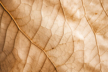 Dry brown leaf texture, texture background.