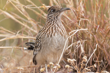 A roadrunner stands in front of a clump of wispy brown grass looking to the right as it watches for some small animal to break cover while it hunts.