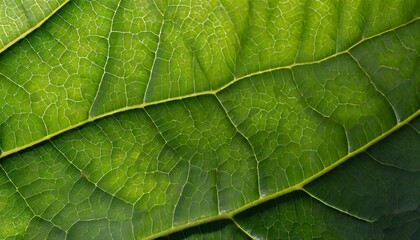 Green leaves close up