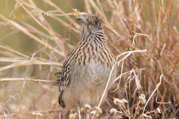 A roadrunner stands in front of a clump of wispy brown grass looking to the left as it watches for some small animal to break cover while it hunts.