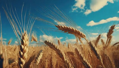 Wheat ears on field under blue sky