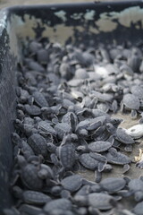 new born turtles