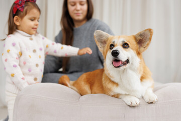 Portrait of adorable, happy smiling dog of the corgi breed. Family playing with their favorite pet....