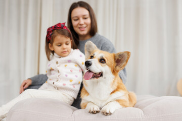 Fototapeta na wymiar Portrait of adorable, happy smiling dog of the corgi breed. Family playing with their favorite pet. Beloved pet in the beautiful home.