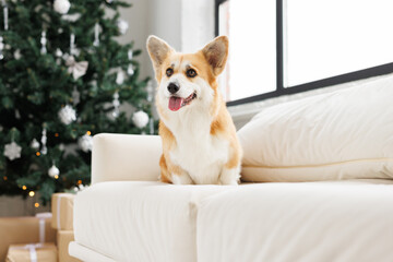 Portrait of adorable, happy smiling dog of the corgi breed. New Year's holiday atmosphere. Beloved pet in the beautiful home.