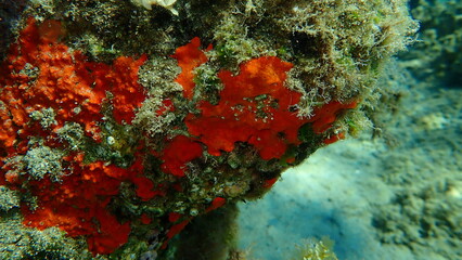 Red encrusting sponge or orange-red encrusting sponge (Crambe crambe) undersea, Aegean Sea, Greece, Halkidiki