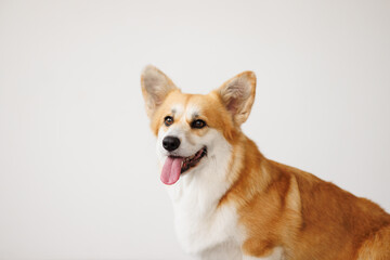 Portrait of adorable, happy smiling dog of the corgi breed. Beloved pet in the beautiful home.