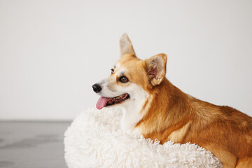 Portrait of adorable, happy smiling dog of the corgi breed. Beloved pet in the beautiful home.