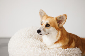 Portrait of adorable, happy smiling dog of the corgi breed. Beloved pet in the beautiful home.