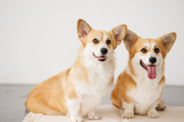 Portrait of adorable, happy smiling dog of the corgi breed. Beloved pet in the beautiful home.