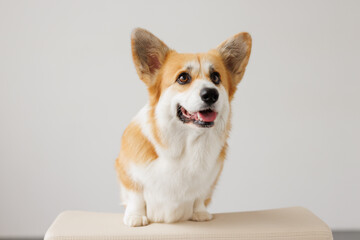 Portrait of adorable, happy smiling dog of the corgi breed. Beloved pet in the beautiful home.