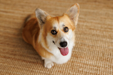 Portrait of adorable, happy smiling dog of the corgi breed. Beloved pet in the beautiful home.