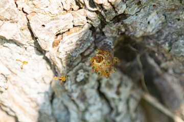 Stingless bees native to Brazilian forests. Nest in the tree trunk