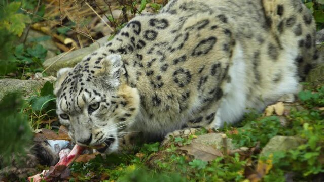 Close up of a snow leopard picking on a bone 