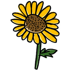 sunflower isolated on white background