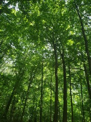 trees in the forest