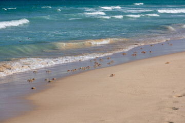 Crabs scatter on a sandy beach as waves gently lap the shoreline