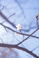光に透ける桜の花