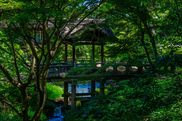 Traditional bridge in tranquil Japanese garden
