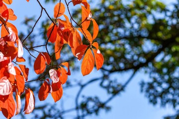 青空バックに見上げるきれいに色づいた柿の葉の紅葉