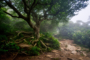 A foggy Hobbit trail with a sprawling tree with roots in the Middle Earth forest of Fangorn in the...