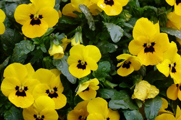 手入れの行き届いた花壇の水滴と色とりどりのフラワーアレンジメント