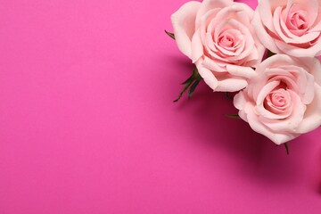 Fototapeta na wymiar Beautiful roses on bright pink background, top view. Space for text
