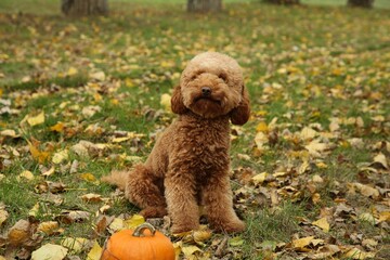 Cute fluffy dog in autumn park. Adorable pet