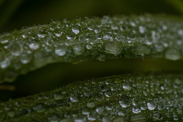 water drops on green leaf