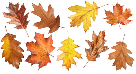 Many different bright autumn leaves isolated on white