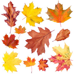 Fototapeta premium Many different bright autumn leaves isolated on white